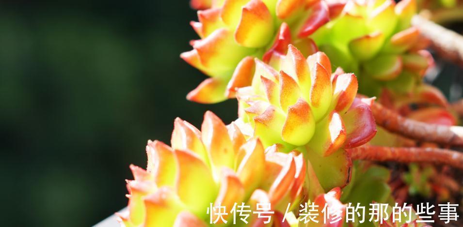 蒂亚|秋季，对于多肉来说是个多彩的季节，你了解嘛