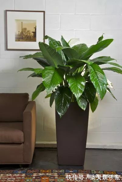 过年适合在家里摆放着8种盆栽观赏植物，养护难度也比较低