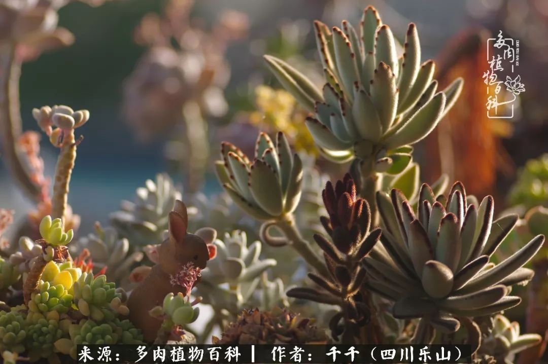 夏天日晒雨淋,秋老虎来势汹汹,你的多肉准备好逆袭了吗