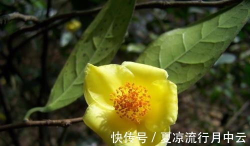 花朵|此茶花被誉为“植物黄金”,花瓣金黄,营养丰富,观赏食用两不误!