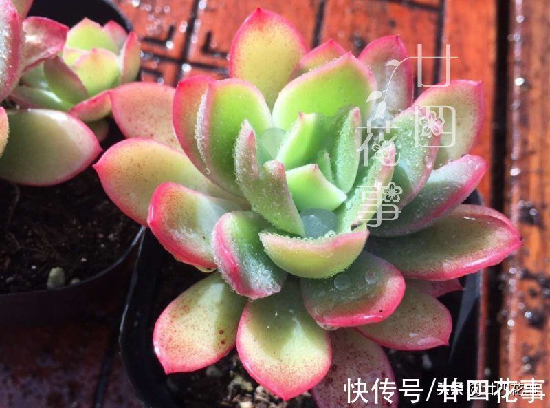 多肉植物|同样的多肉,别人家“美如花”,你的“徒成狗”?3招教你美回来