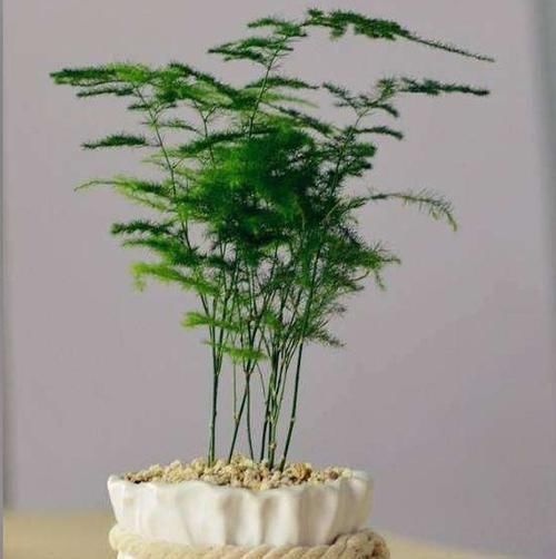 施肥|想要文竹长的旺,最好施什么肥?知道一点施肥再也不犯难!