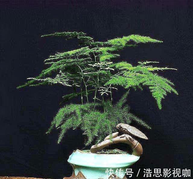 黄叶|想养好文竹,“2种”配土方法教给你,不黄叶,根系壮,开花容易