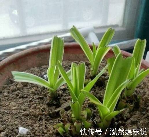 爆盆|绿萝文竹吊兰栀子花发黄枯死,气的剪成光头,一个月后居然爆盆了