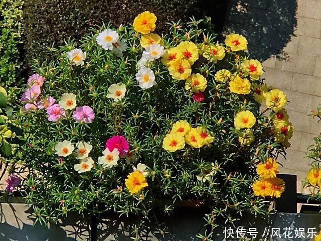 养护|想让太阳花“满盆”冒花苞有2个“关键”方法，保准有用
