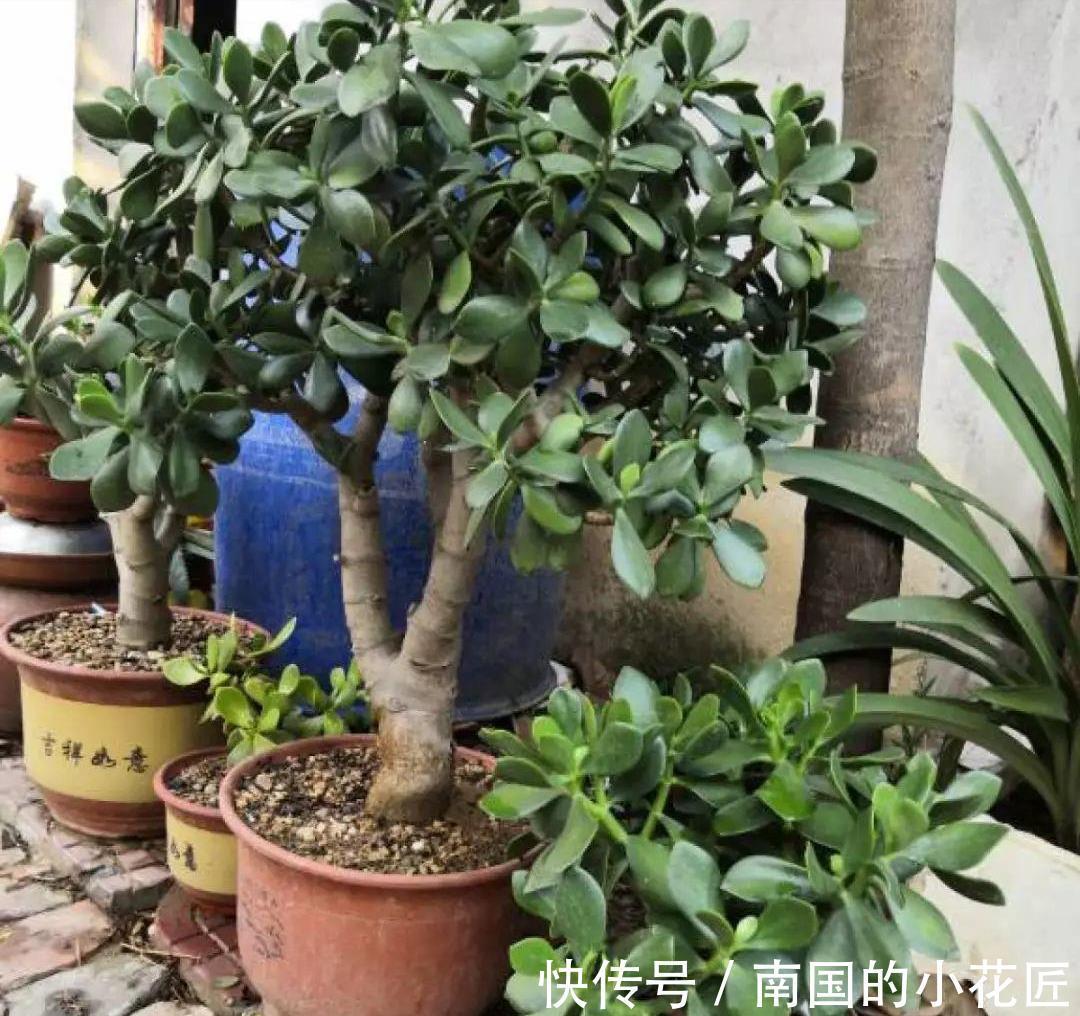 漂亮花|4种“漂亮花”,“穷养”长得旺,精心呵护活不长