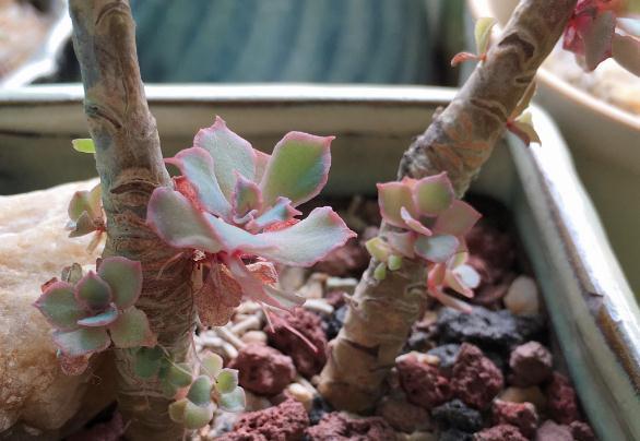 多肉发根有三招，土培水培和空气发根，土壤才是多肉生长的基源