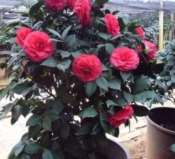 秋冬茶花有“3怕”，掌握不当难开花，避开了花大色艳，开满枝头