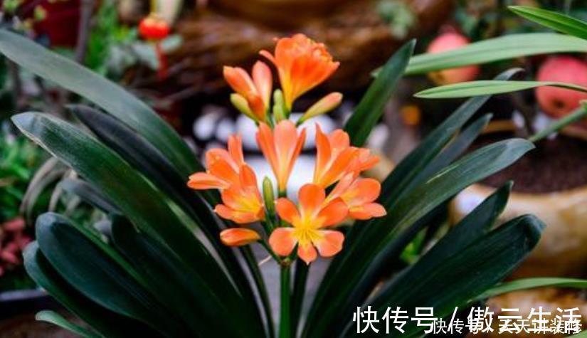 君子兰在开花,给它做好“三不要”,做不好花期短,还容易黄叶!