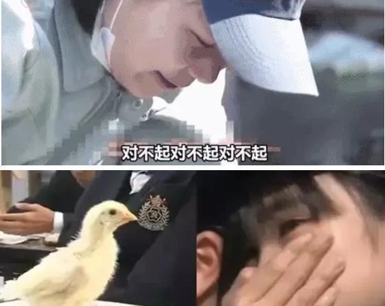 宠物鸡|日本最“变态”的生命课亲自养，亲手杀，亲口吃，孩子崩溃大哭