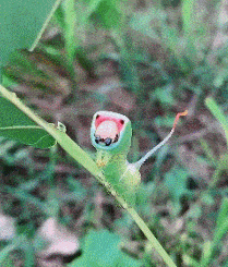 |搞笑GIF:大家看这个二哈血统蠢不蠢呀!