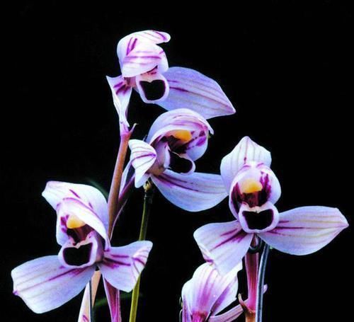 此兰花曾经价格不菲，现在几块钱就能买一盆，花色罕见，值得入手