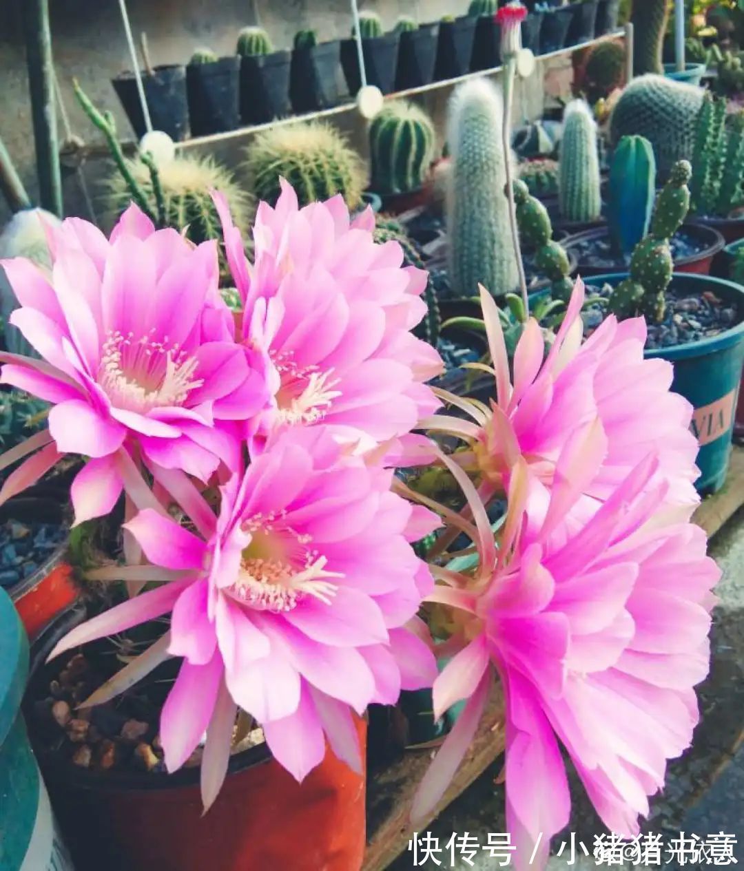 超好养的18种植物,第一名竟然是它!绿萝只能排倒数