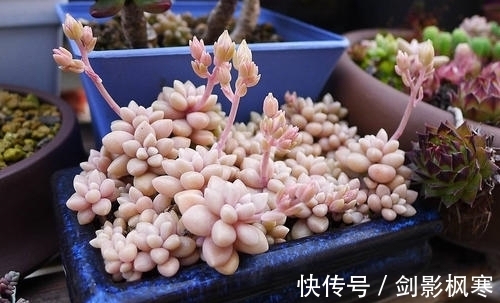 1月做好4件事,多肉开春多冒芽,养成群生肉墩子!