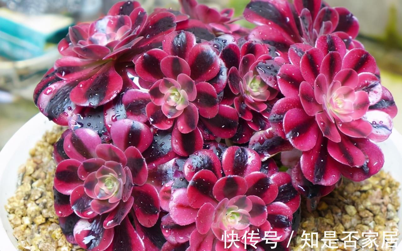 麦秆|三款按头卖的贵货多肉，美杜莎和白菊已经很亲民，麦秆还是天价