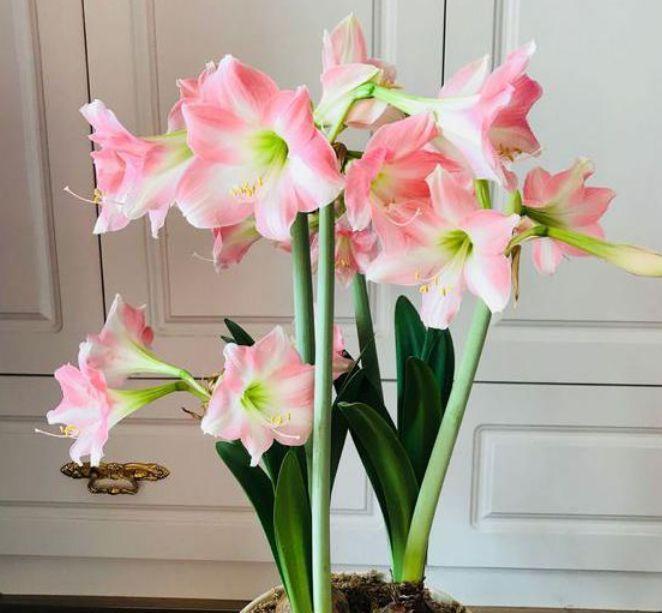 几种“漂亮花”,好打理易爆盆,花量大不操心,越养越喜欢