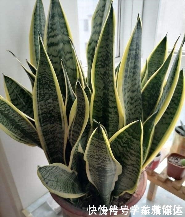 铁线蕨|12种耐阴花，适合养在卫生间里，光不好也能呼呼长！