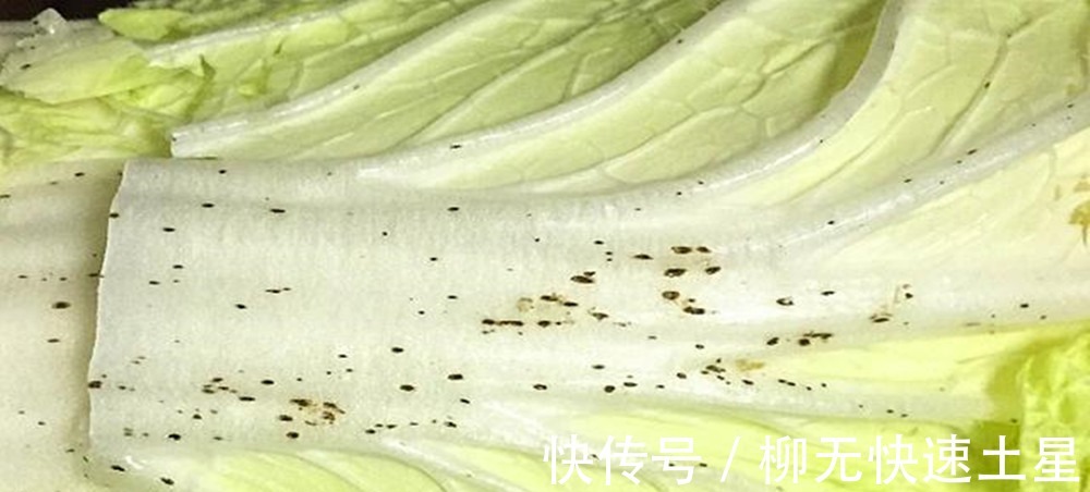买白菜时,挑“白色”还是“绿色”20年菜农教你一招,别选错了!