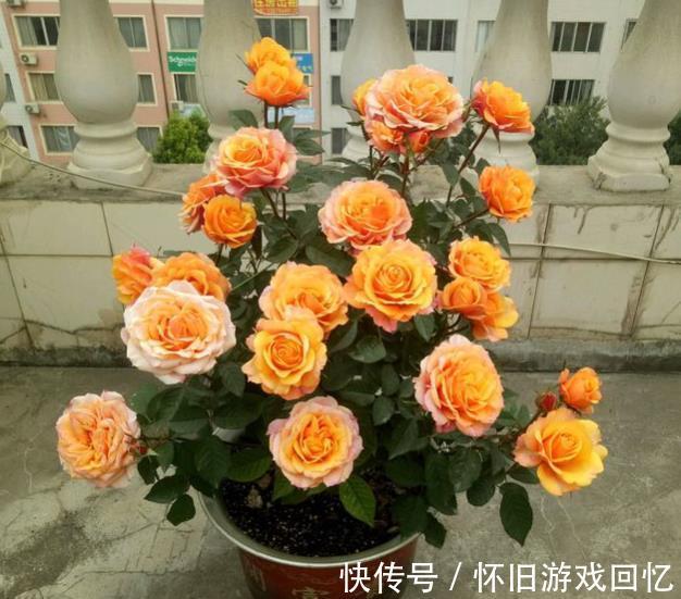 此花香味浓郁颜值高，一年到头有花赏，专为阳台而生，适合新手