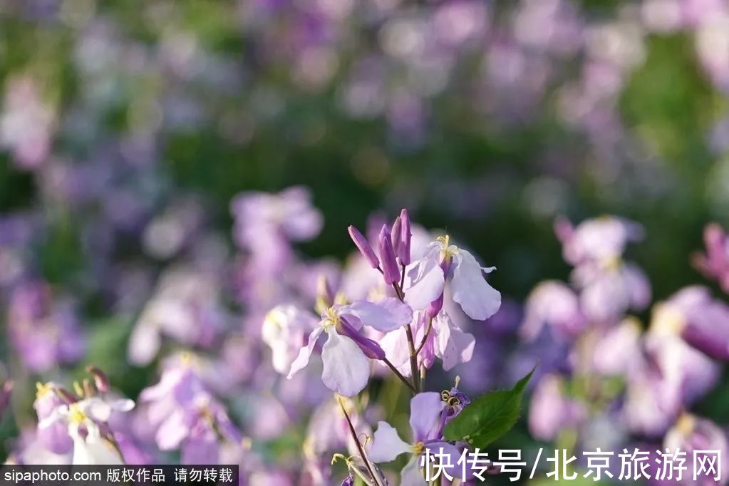 写真|提前收藏！京城早春赏花地图第一波，下个月就出发~