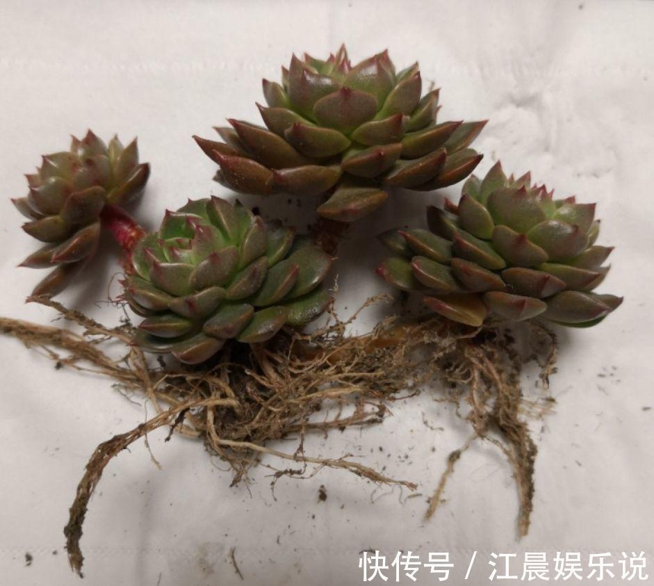 多肉叶子皱皱巴巴别光浇水，多半是伤根该换盆了！