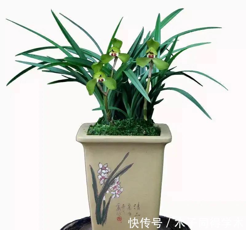 养兰花究竟有多难?听了王姐一番话才知道,原来的养护方法都错了