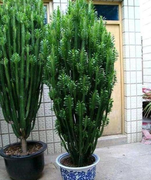 盆栽|夏季盆栽管理镇宅龙骨,不想踩雷该怎么办注意3方面就够了