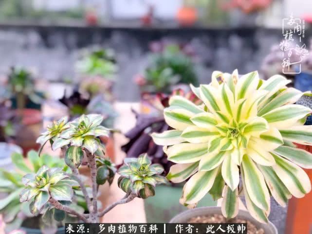 骄阳艳玫瑰，梦幻魔法师！独爱你的百媚千红！