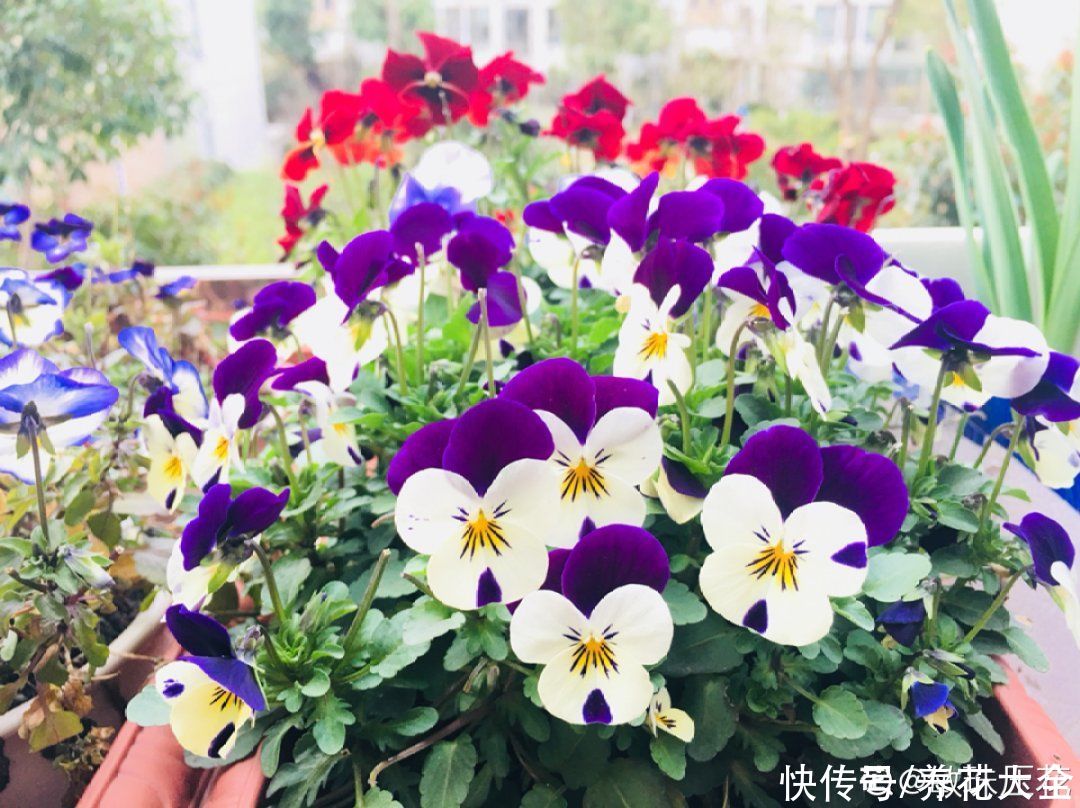 冬天好养的花，皮实不娇气，颜值高上档次，咋养都开花