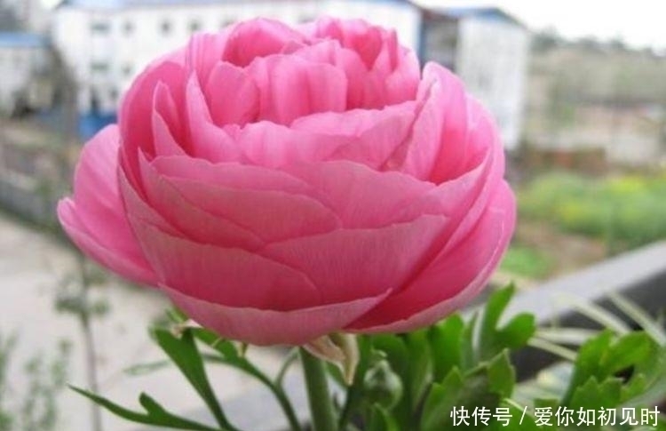 养人|4种花好养易活,旺财又养人,养一盆一年四季都在开!