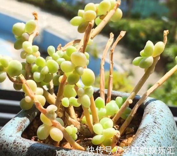 七招把多肉控养成精品小萌物,多肉不仅美呆了,还节省种植空间