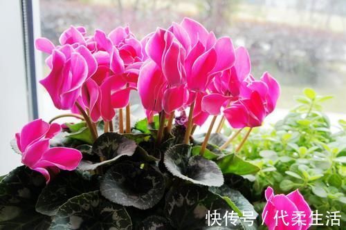 仙客来|就算家里没暖气，也可以养4种花，不怕冻还耐旱，到春节还能开花