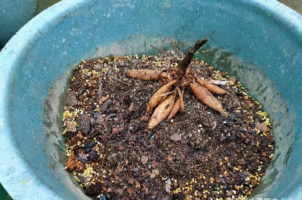 动作|六月养大丽花，勤做“三动作”，枝干粗壮不倒伏，一次绽放上百朵