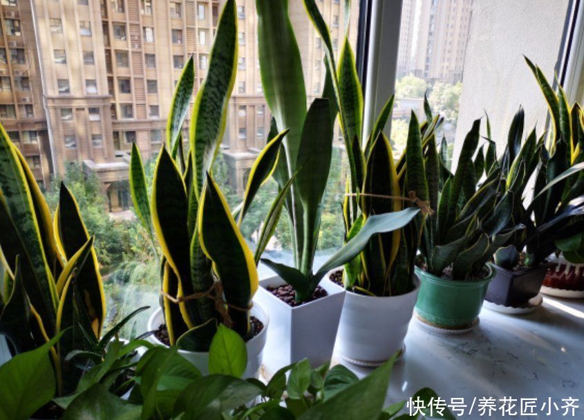 春季养虎皮兰的正确方法，让你的虎皮兰长满新芽，老叶肥厚硬挺