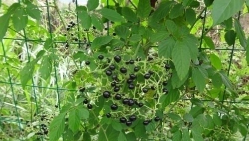 五叶藤|人称“五爪龙”,过去拿来喂猪,却不知是野外救急良药,价值珍贵