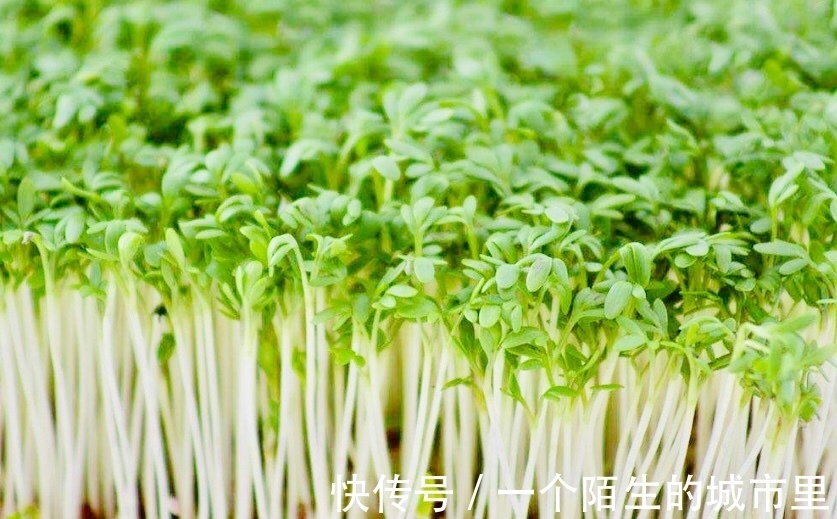 卵巢癌|女性不想得卵巢癌,每天食此菜,防乳腺癌,让女性身体越来越健康