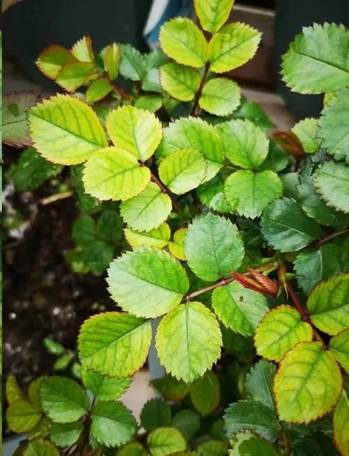 月季花新叶出现这种现象时，要及早矫正！