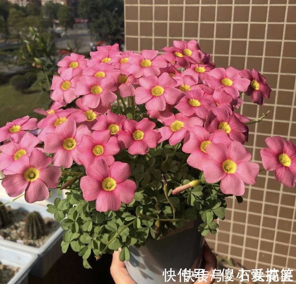 花友评选出6种“良心”好花，价格不高、花朵都是“高颜值”