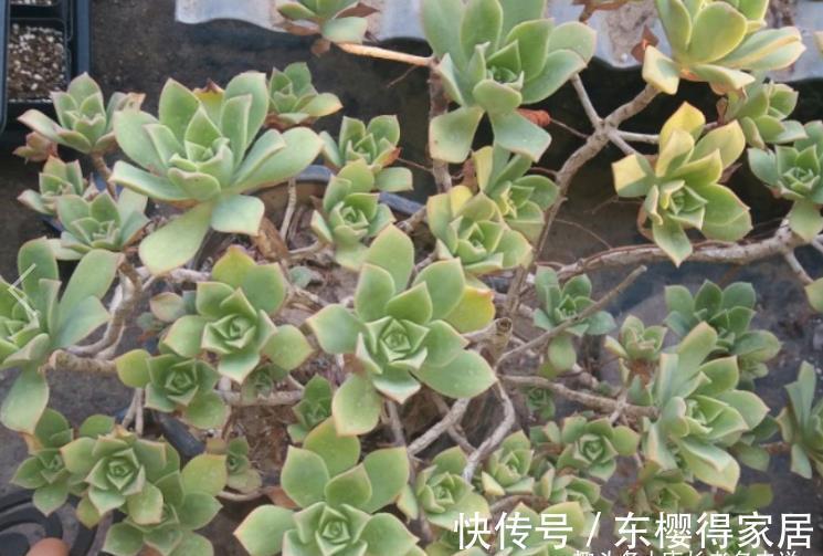 艳日辉|跟艳日辉撞脸的多肉红缘莲花掌,你知道怎么区分和怎么养吗?