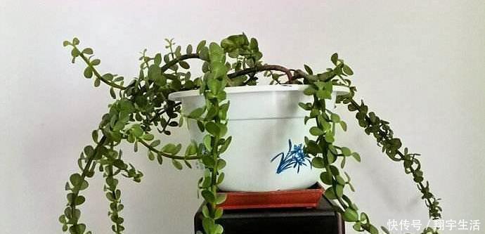 象鼻|大妈养一株“象鼻”盆景,从没人要变“万元级”,才花3个月