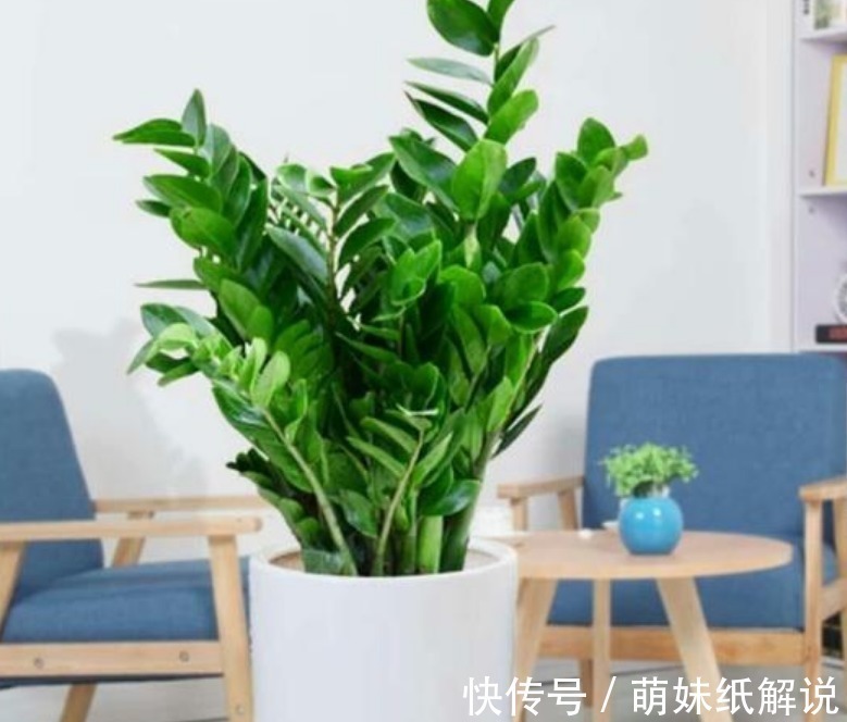 “3种绿植”养家里,漂亮养眼,关键特别好养护,空气清新心情好