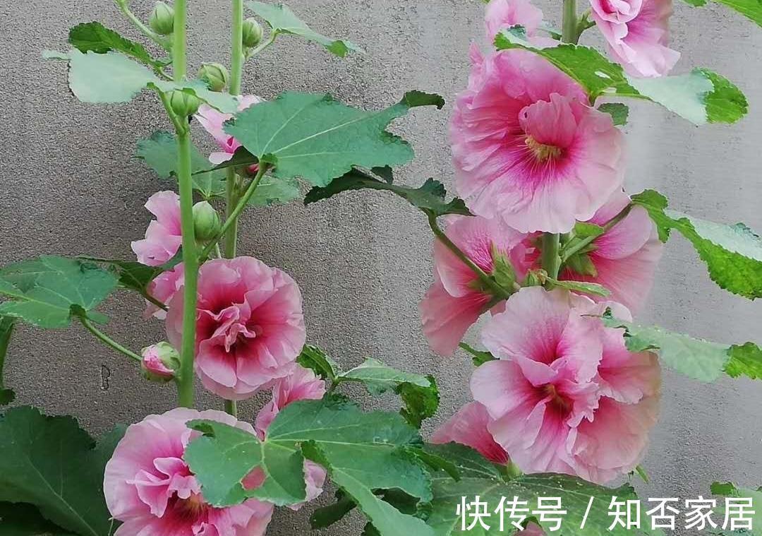 养花试试这几款，四季有花开，且是多头集群开放，可直接瓶插观赏