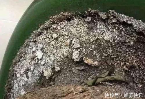 花盆里出现“这东西”,马上换盆吧,不然“离烂根”不远了
