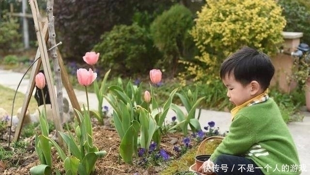 铁线莲|78岁爷爷改造荒废院子，为孙女建起一片花园