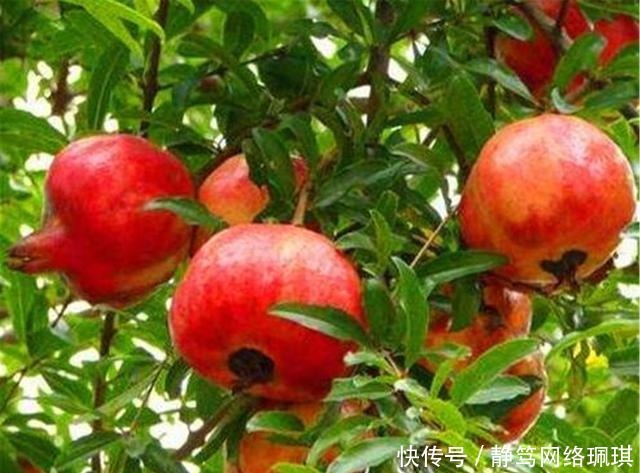 到底|秦始皇陵内到底有多少水银?看了山顶的石榴树,你就能明白了