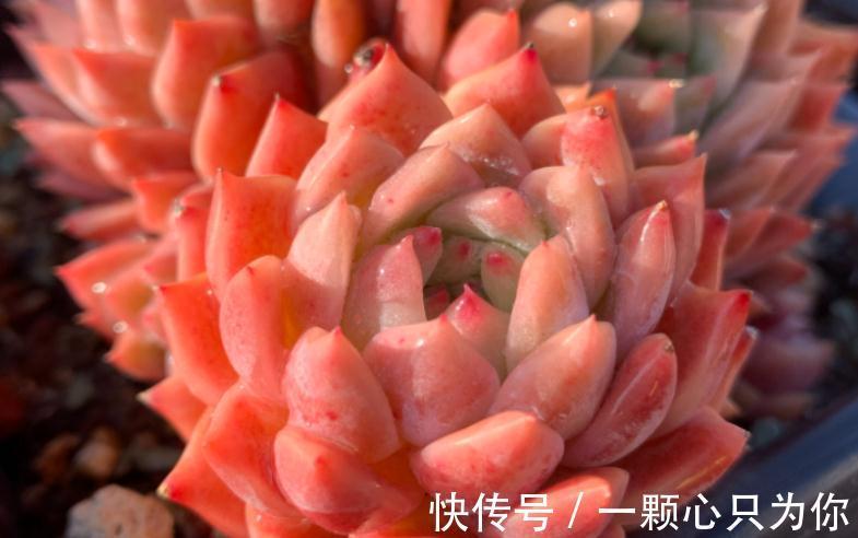 养多肉霜花,盆栽多注意这些细节,茎叶又绿又粉,贼好看