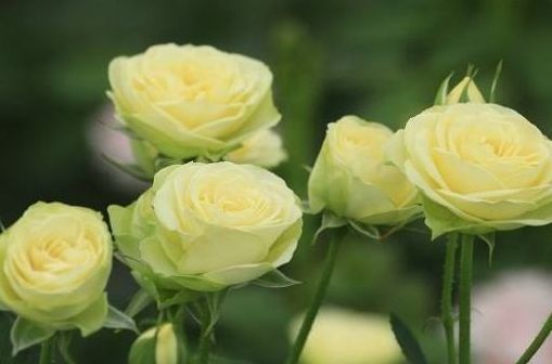 最香的几种花，全年开花不停，花色艳丽，花开枝繁叶茂，美