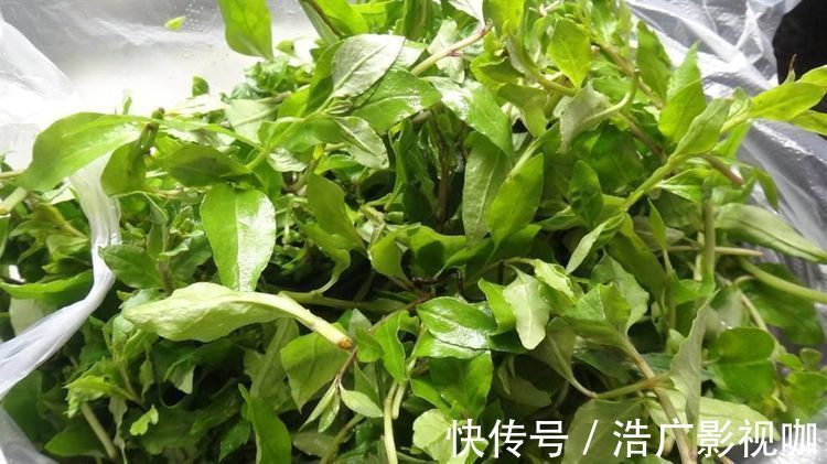 枸杞芽|女性想美,坚持吃以下食物,排毒护肤,延缓衰老,改善体质