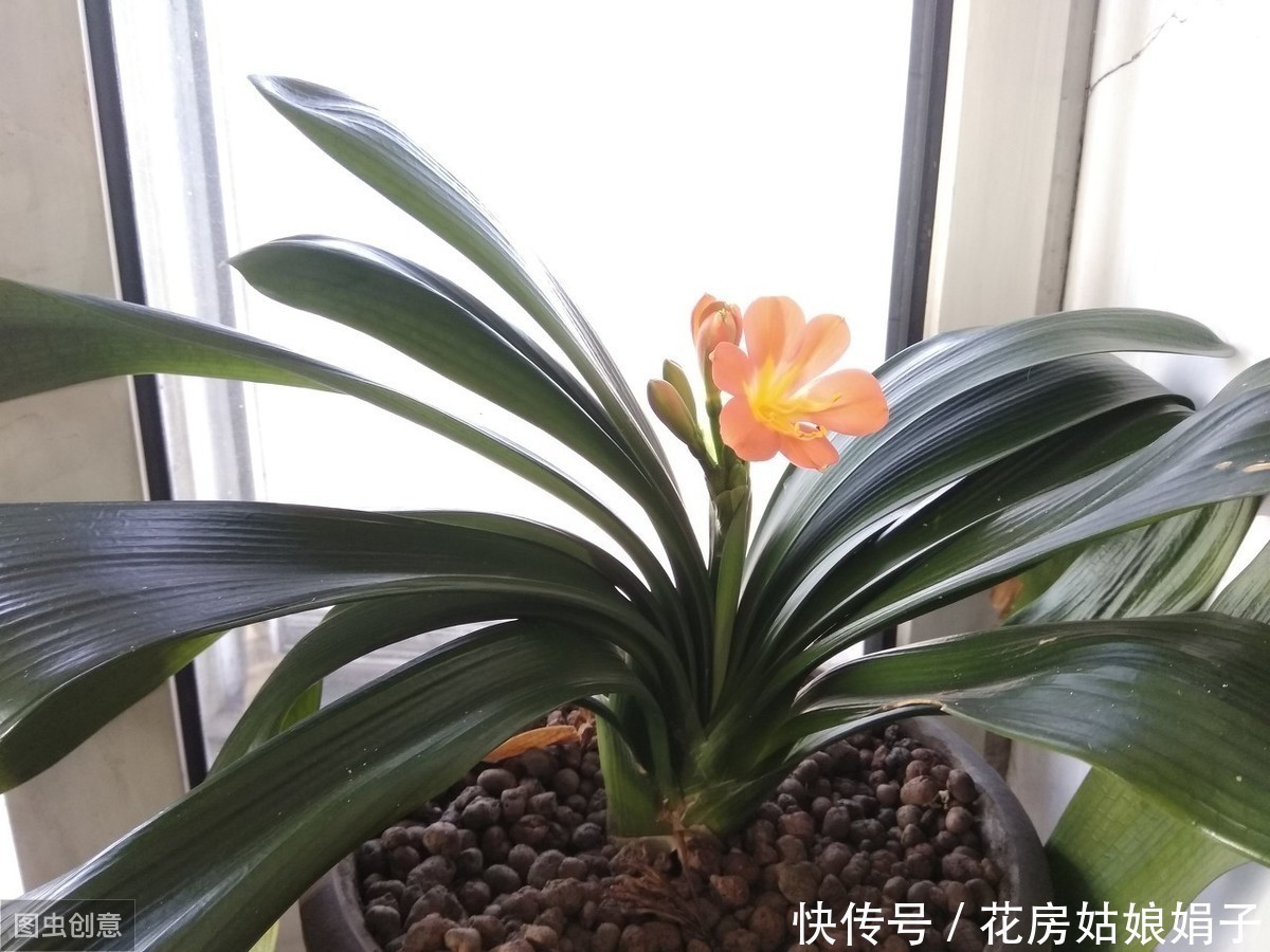 天热了,君子兰要“睡觉”,需要做对4件事,不然黄叶又烂根