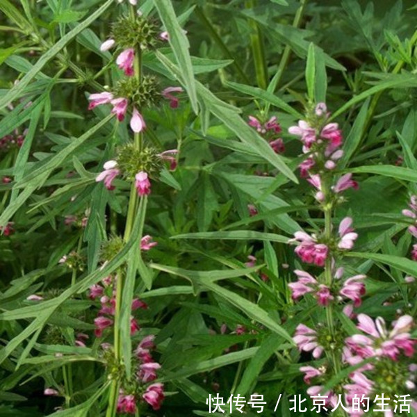 保养|女人来大姨妈时,用此物泡水喝,保养子宫,活血调经,远离妇科病